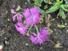 183097_2.jpg  : 98 KB