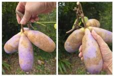 183100_1.jpg  : 68 KB