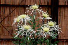 183114_1.jpg  : 173 KB