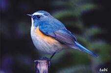 183155_10.jpg  : 29 KB