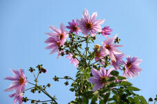 183165_3.jpg  : 120 KB