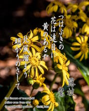 183166_1.jpg  : 232 KB