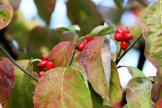 183194_2.jpg  : 123 KB