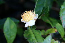 183208_1.jpg  : 76 KB