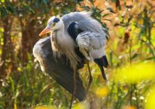 183223_2.jpg  : 87 KB