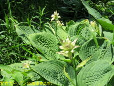 183237_1.jpg  : 84 KB