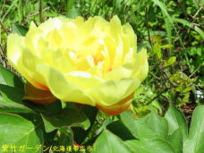 183237_2.jpg  : 58 KB