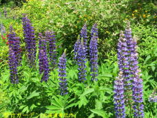 183252_3.jpg  : 136 KB