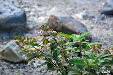 183261_1.jpg  : 69 KB