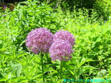 183267_2.jpg  : 102 KB