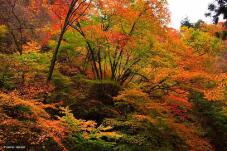 183291_1.jpg  : 49 KB