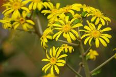 183322_2.jpg  : 89 KB