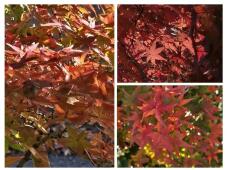 183327_1.jpg  : 174 KB