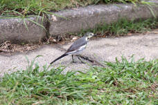 183351_2.jpg  : 118 KB