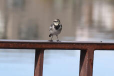 183351_3.jpg  : 31 KB