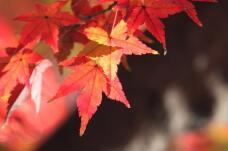 183356_2.jpg  : 61 KB