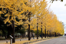 183369_2.jpg  : 147 KB