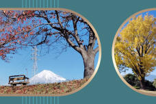 183403_1.jpg  : 282 KB