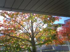 183439_1.jpg  : 129 KB