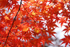 183465_1.jpg  : 129 KB