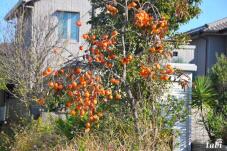 183485_3.jpg  : 121 KB