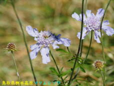 183489_2.jpg  : 43 KB