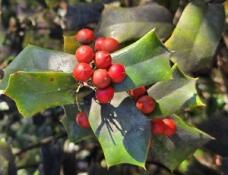 183579_1.jpg  : 25 KB