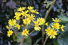 183591_1.jpg  : 133 KB