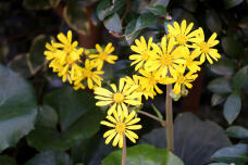 183591_2.jpg  : 119 KB