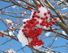 183611_1.jpg  : 46 KB