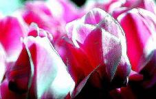 183653_2.jpg  : 103 KB