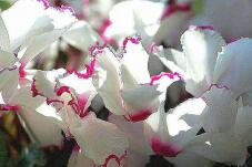 183670_1.jpg  : 88 KB