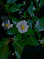 183737_1.jpg  : 58 KB