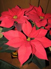 183740_1.jpg  : 39 KB