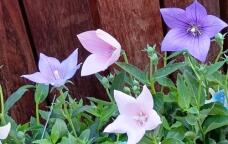 183756_1.jpg  : 51 KB