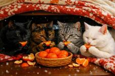 183760_1.jpg  : 89 KB