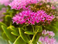 183807_1.jpg  : 93 KB