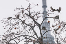 183808_1.jpg  : 375 KB