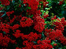 183827_1.jpg  : 114 KB