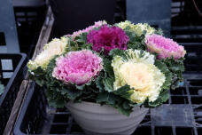 183858_2.jpg  : 81 KB