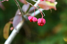 183884_2.jpg  : 34 KB