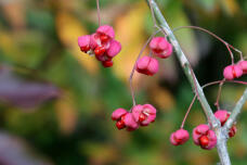 183884_3.jpg  : 48 KB