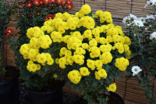 183912_3.jpg  : 115 KB