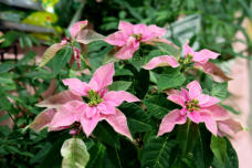 183989_1.jpg  : 77 KB