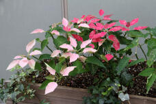 183989_2.jpg  : 97 KB