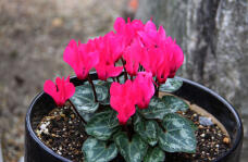 184002_3.jpg  : 78 KB