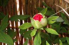 184011_2.jpg  : 81 KB