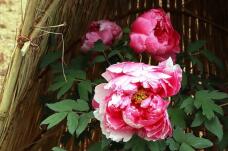 184011_3.jpg  : 105 KB