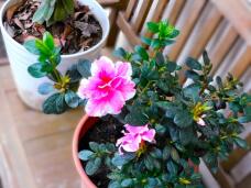 184018_1.jpg  : 147 KB