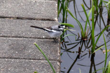 184057_1.jpg  : 117 KB